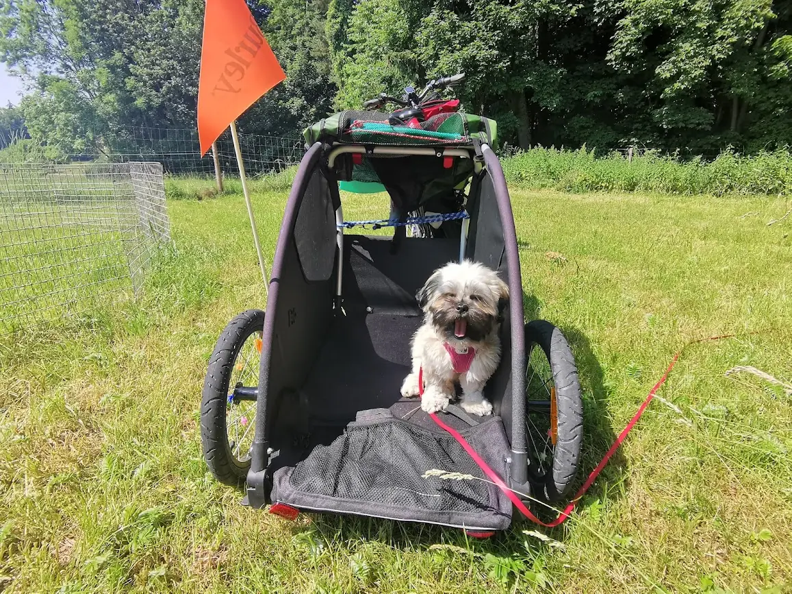 Zenzi im Fahrradhänger